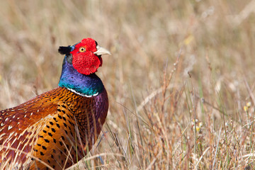 Portrait of a Pheasant