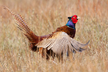 Pheasant flapping its wings