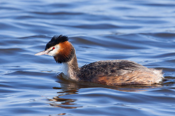Great Crested Grebe