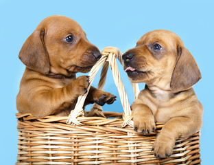 dachshund  puppy