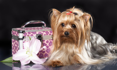 yorkshire terrier