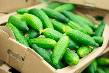 Long cucumbers in box in supermarket