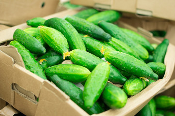 Long cucumbers in box in supermarket