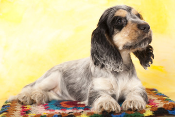 puppy English cocker spaniel