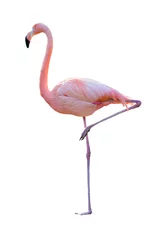 Abwaschbare Fototapete Flamingo Flamingo
