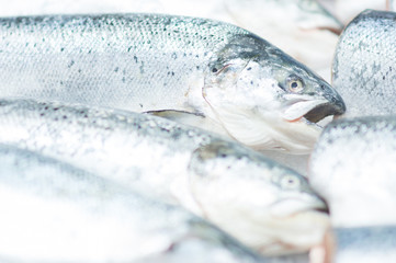 Fresh cold fish lie on ice in supermarket