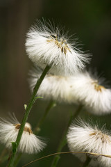 dandelion in sunlight