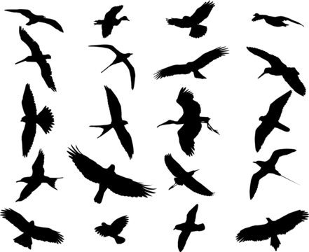 Birds collection silhouette - vector