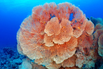 Hickson's fan coral