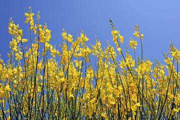Flowering yellow broom on blue sky background