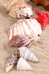 Seashells and starfish on sand close-up