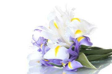 Beautiful bright irises isolated on white