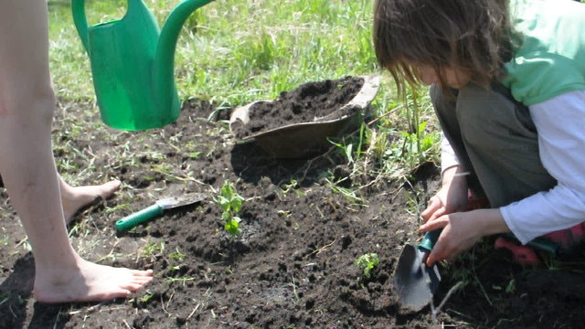 children watering young little raspberrycane plants together