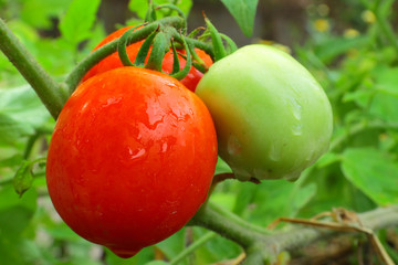 Red tomato and green tomato