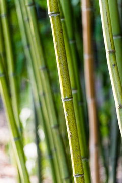Plante bambou
