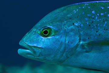 portrait of blue-fin trevally (Caranx melampygus), Maldives