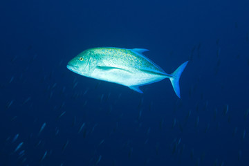 blue-fin trevally (Caranx melampygus), Maldives