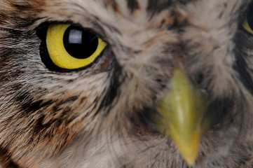 portrait owl © fotomaster