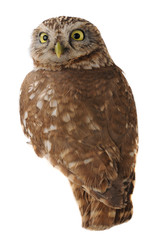 owl