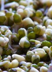 Mung bean sprouts in closeup