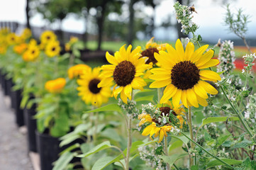 Naklejka premium ひまわりのグループ