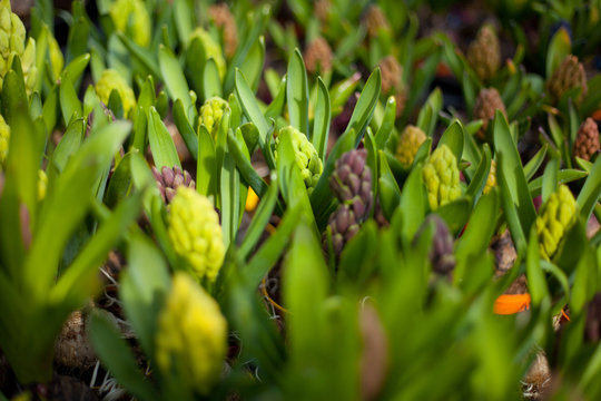 Fototapeta hiacynt fioletowy pąk różowy biały roślina kwiat kwiaty