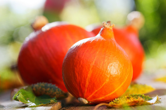 red kuri squash hokkaido