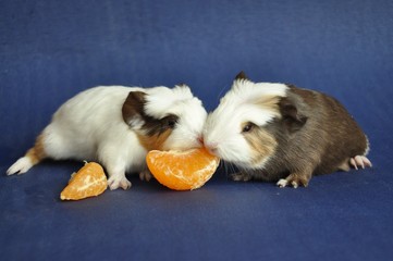 Cochons d'Inde bébés qui mange une clémentine poils longs Shelty