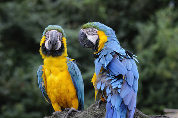 ルリコンゴウインコ