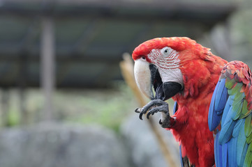 アカコンゴウインコ
