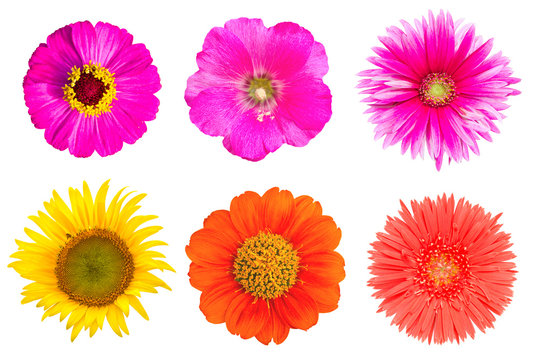 many flowers on the white background