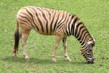 Fototapeta na wymiar Zebra de perfil