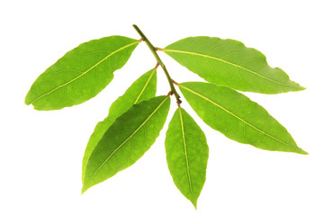 Obraz premium Lorbeer