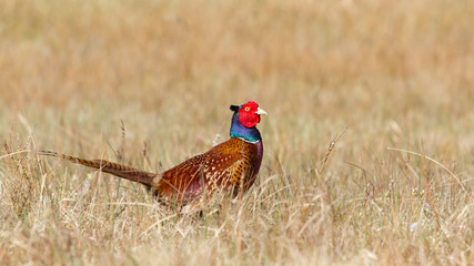 Fototapeta premium A common Pheasant