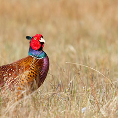 A common Pheasant