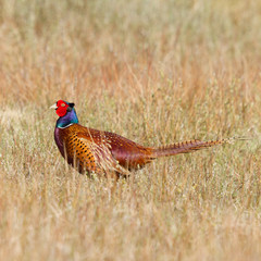 A common Pheasant