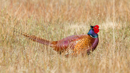 A common Pheasant