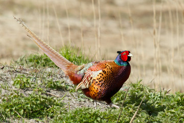 A common Pheasant