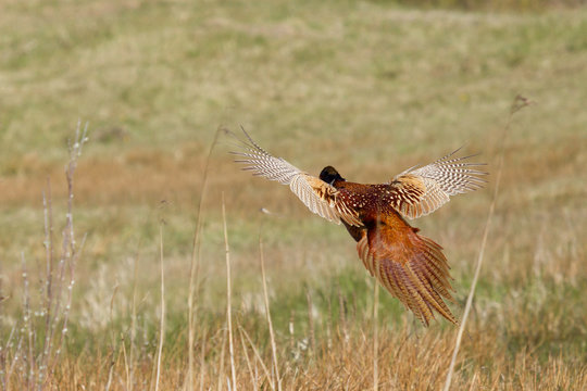 A Common Pheasant Is Flying