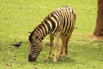 Fototapeta na wymiar Zebra de perfil