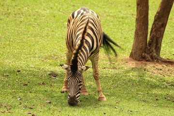 Zebra comendo grama