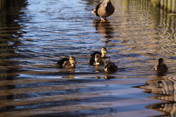 famille de caneton colvert