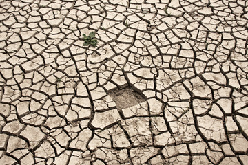 green plant growing trough dead soil