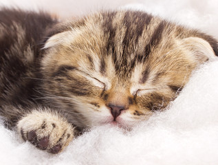 cute little kitten is sleeping