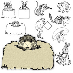 zoo wild domestic character animals design castor