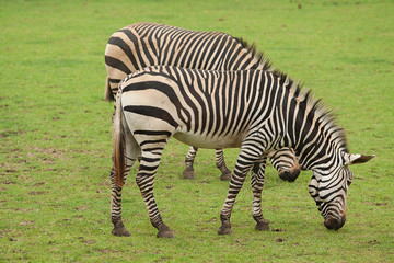 Fototapeta na wymiar pair of zebra feeding 9568