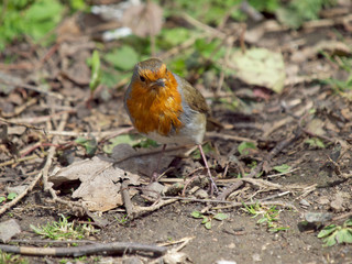 Robin