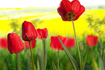 Obraz premium tulips