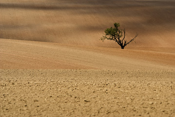 Markersdorfer Feld 06