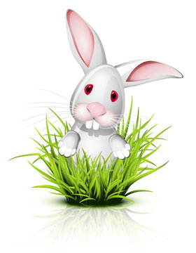 Little rabbit on grass